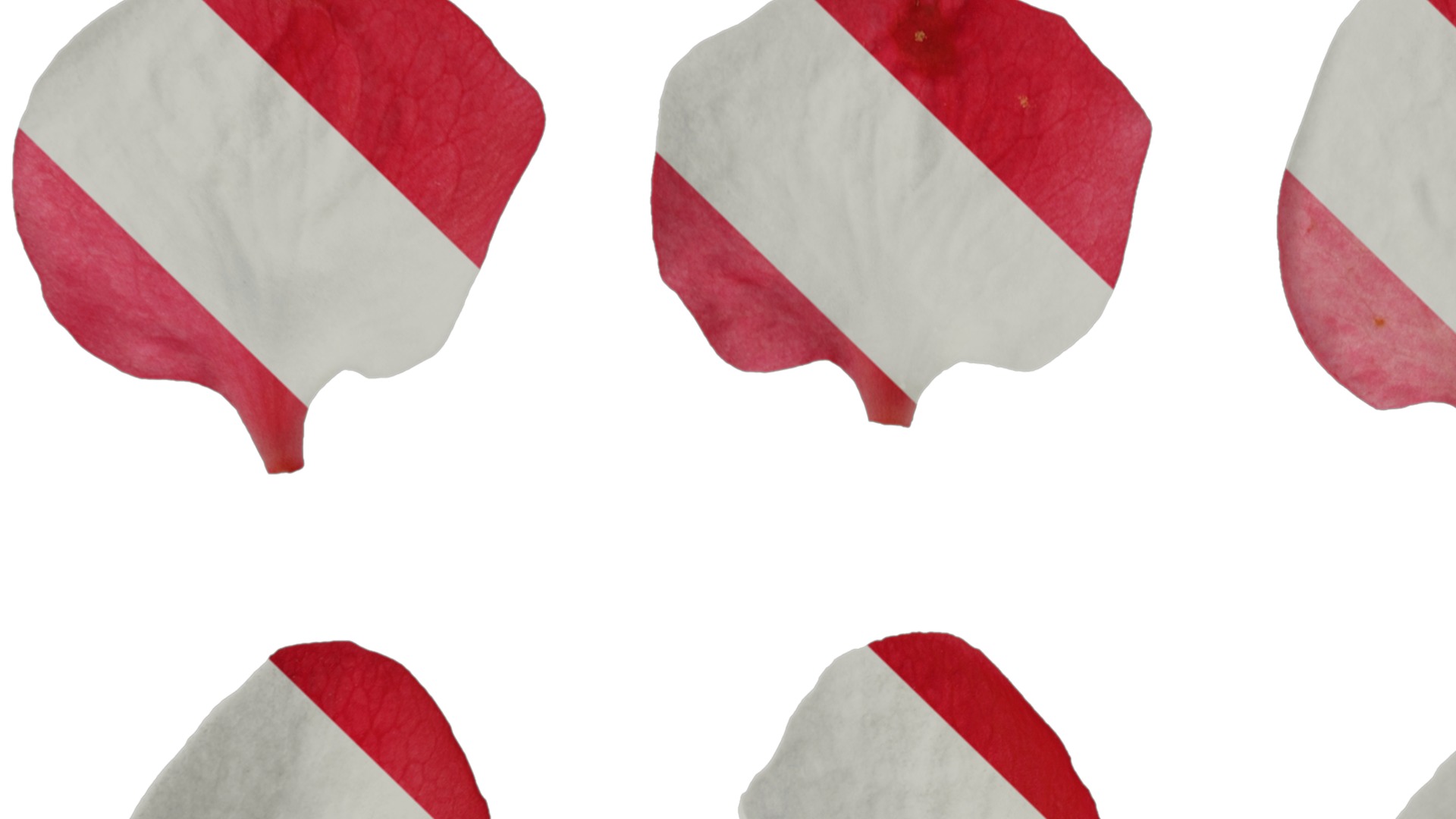 Anydrafts Chaenomeles speciosa Flower 04 Texture_1