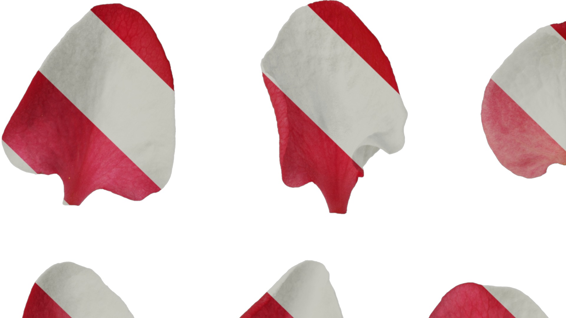 Anydrafts Chaenomeles speciosa Flower 04 Texture_3