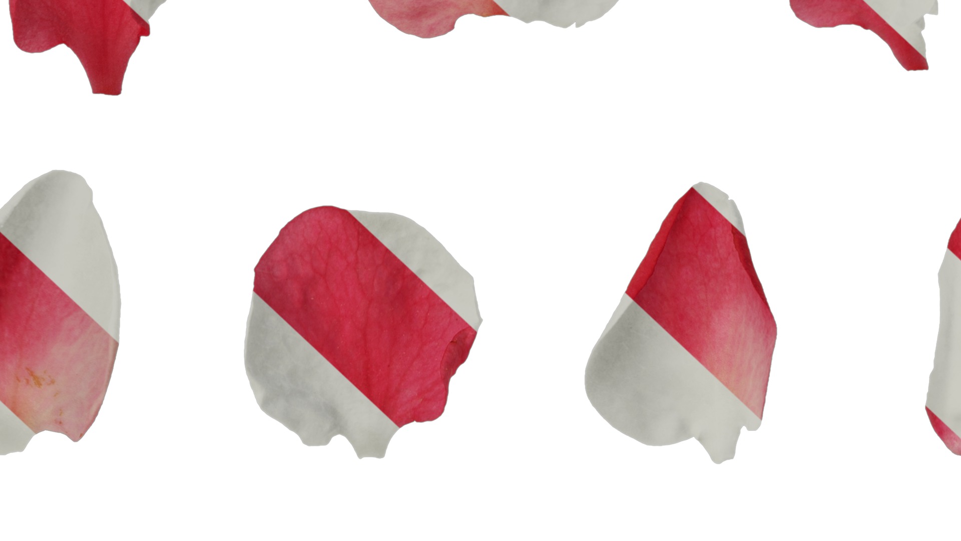 Anydrafts Chaenomeles speciosa Flower 04 Texture_7