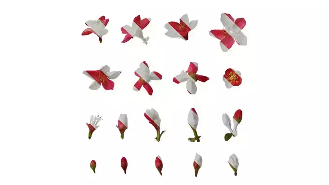 Anydrafts Chaenomeles speciosa Flower 05