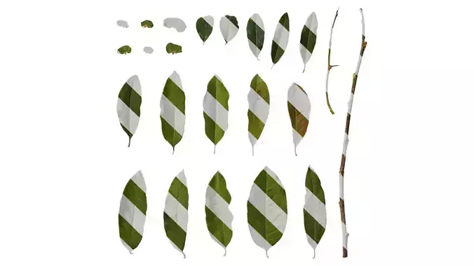 Anydrafts Chaenomeles speciosa Leaf 05