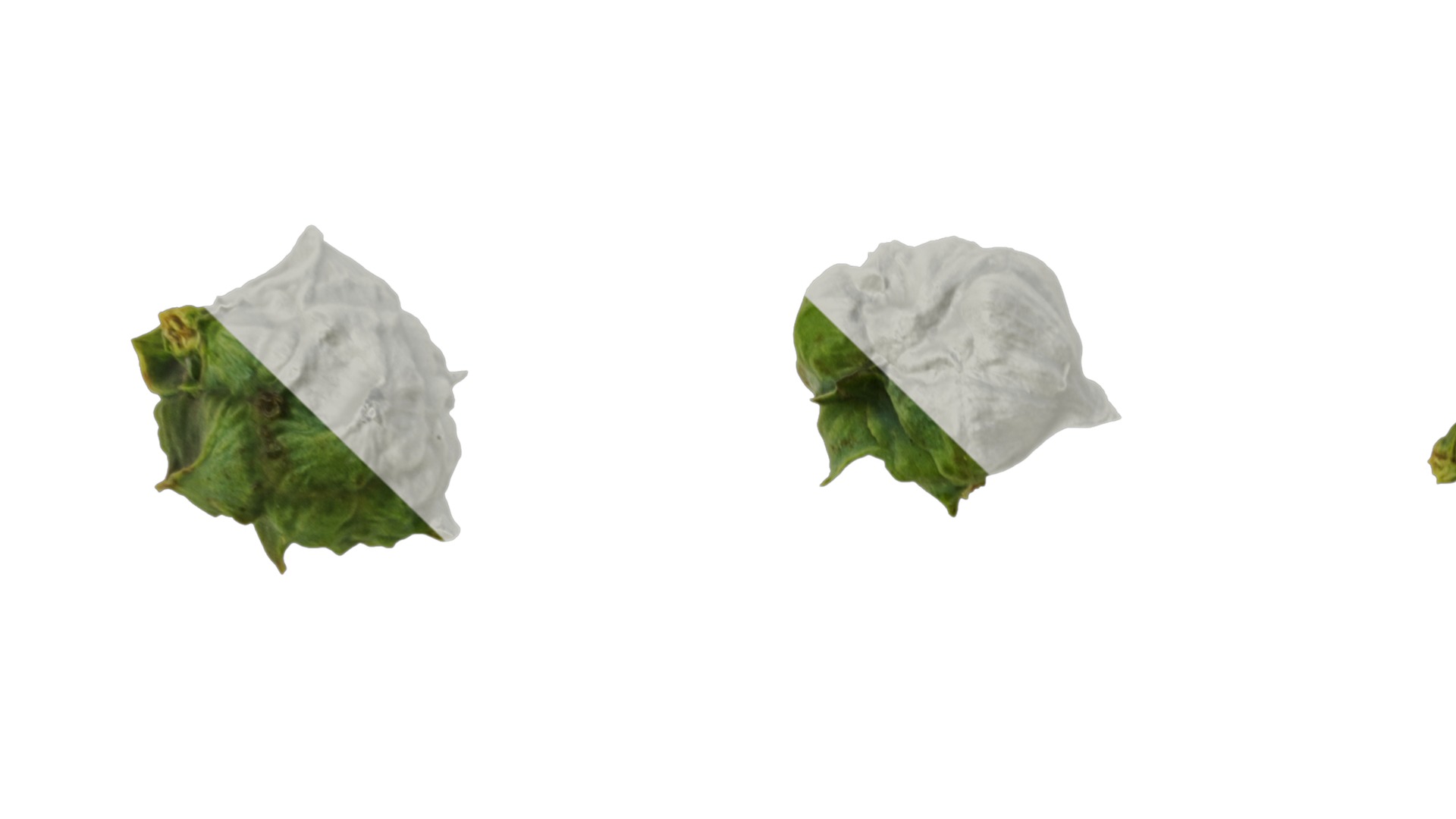 Anydrafts Chamaecyparis obtusa Fruit 01 Texture_1