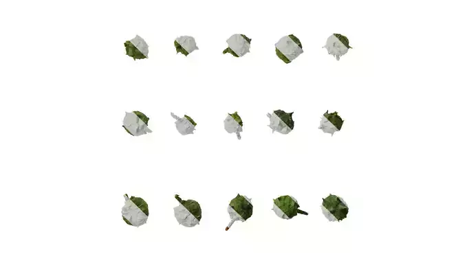 Anydrafts Chamaecyparis obtusa Fruit 01