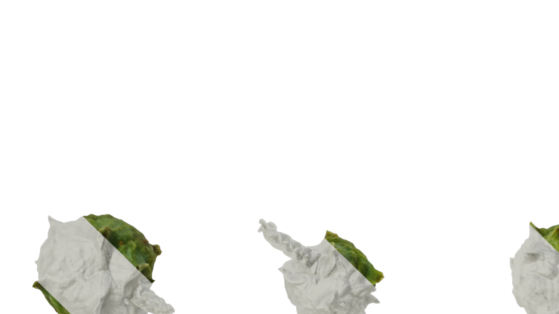 Anydrafts Chamaecyparis obtusa Fruit 01 Texture_3