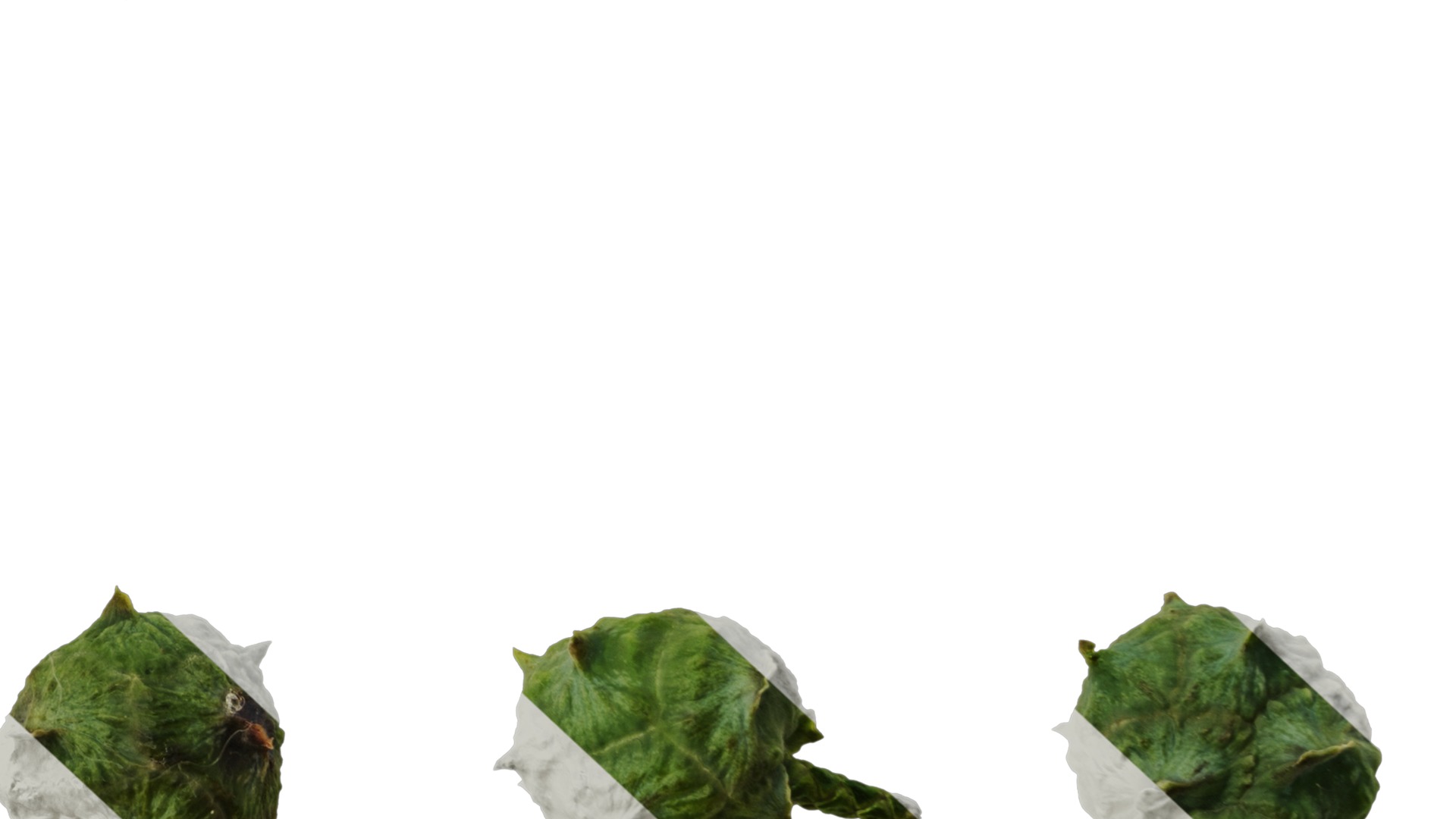 Anydrafts Chamaecyparis obtusa Fruit 01 Texture_6