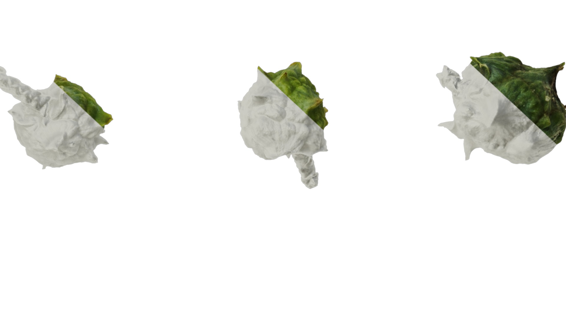 Anydrafts Chamaecyparis obtusa Fruit 01 Texture_7