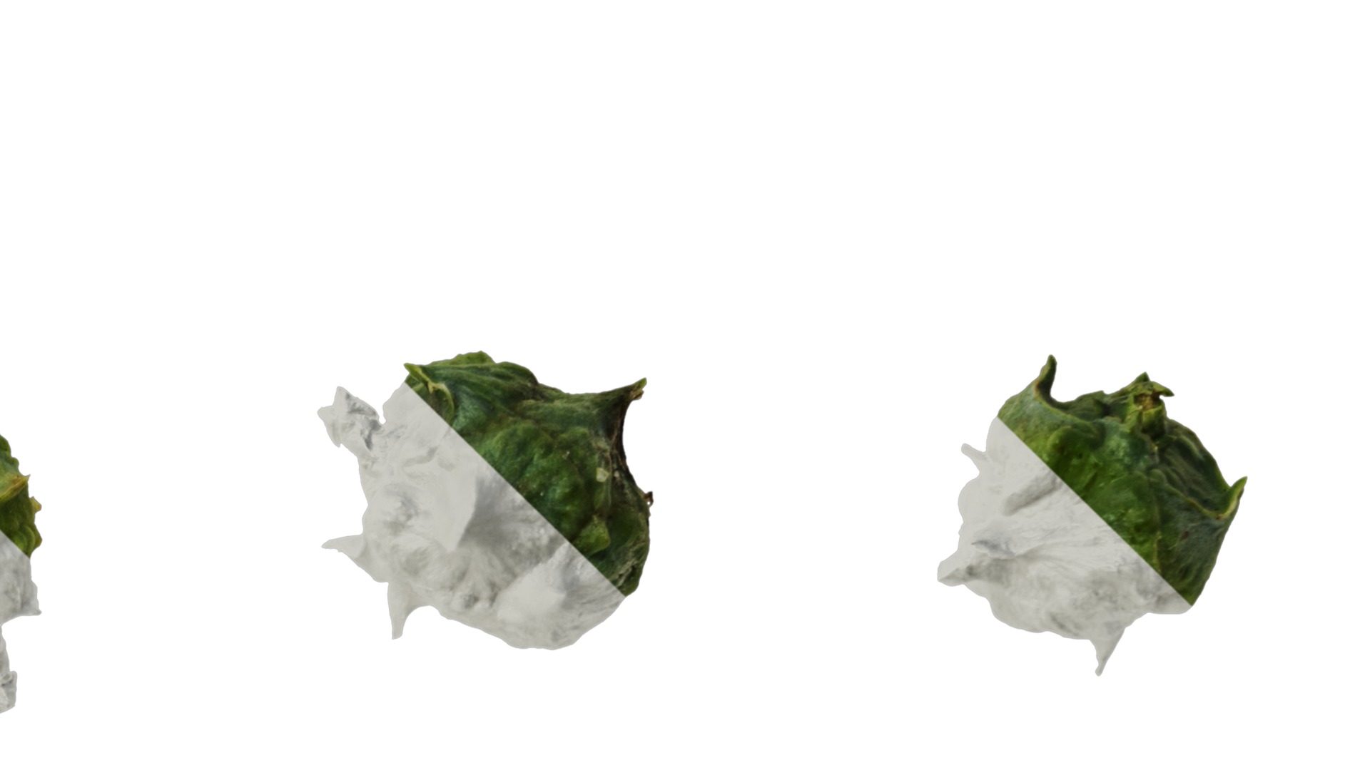 Anydrafts Chamaecyparis obtusa Fruit 01 Texture_4