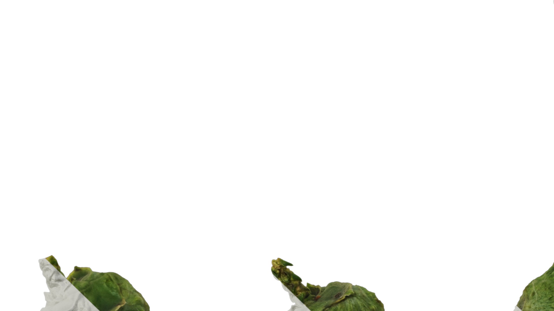 Anydrafts Chamaecyparis obtusa Fruit 01 Texture_5