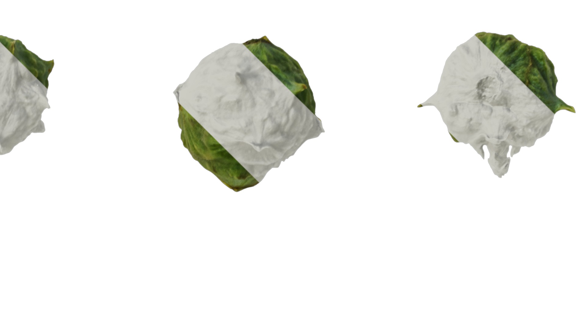 Anydrafts Chamaecyparis obtusa Fruit 01 Texture_2