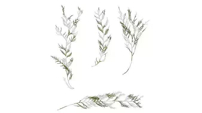 Anydrafts Chamaecyparis obtusa Leaf 02