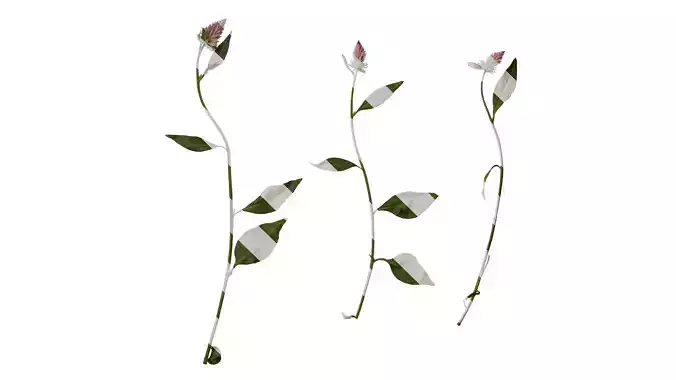 Anydrafts Celosia argentea Atlas 01