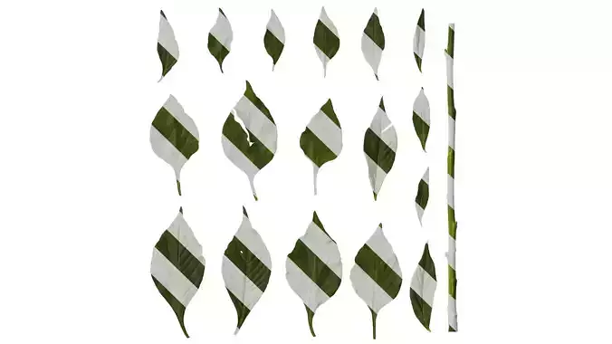 Anydrafts Celosia argentea Leaf 01