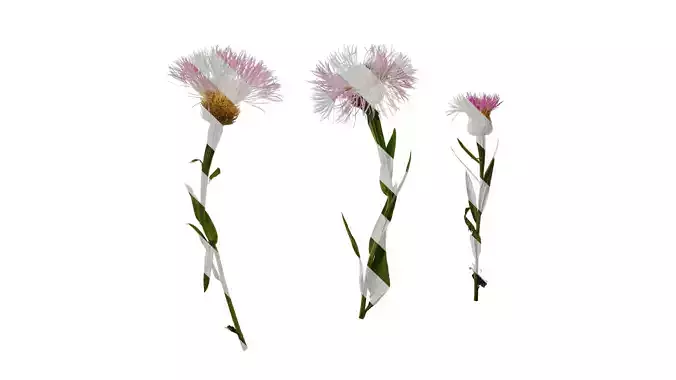 Anydrafts Centaurea americana Atlas 01