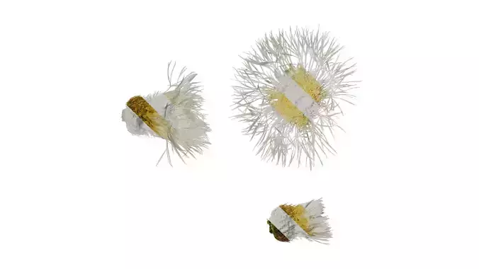 Anydrafts Centaurea americana Flower 01