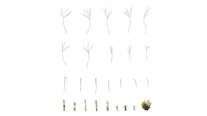 Anydrafts Centaurea americana Flower 02