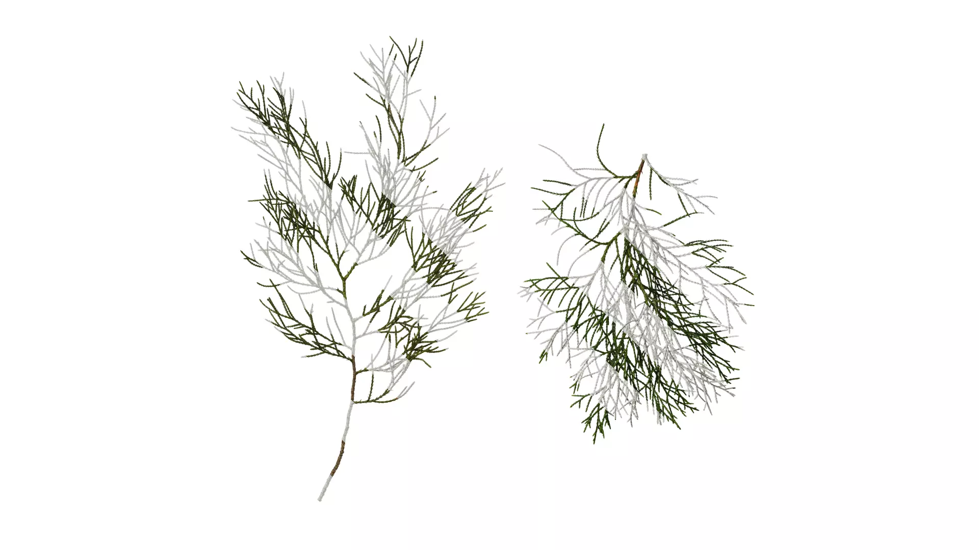 Anydrafts Chamaecyparis pisifera Atlas 10 Texture_0