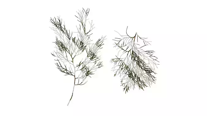 Anydrafts Chamaecyparis pisifera Atlas 10