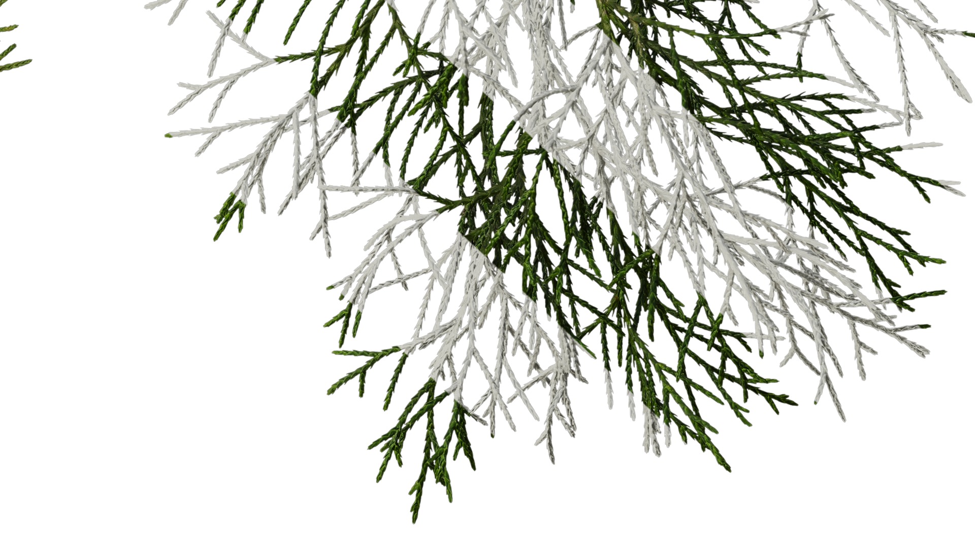 Anydrafts Chamaecyparis pisifera Atlas 10 Texture_6