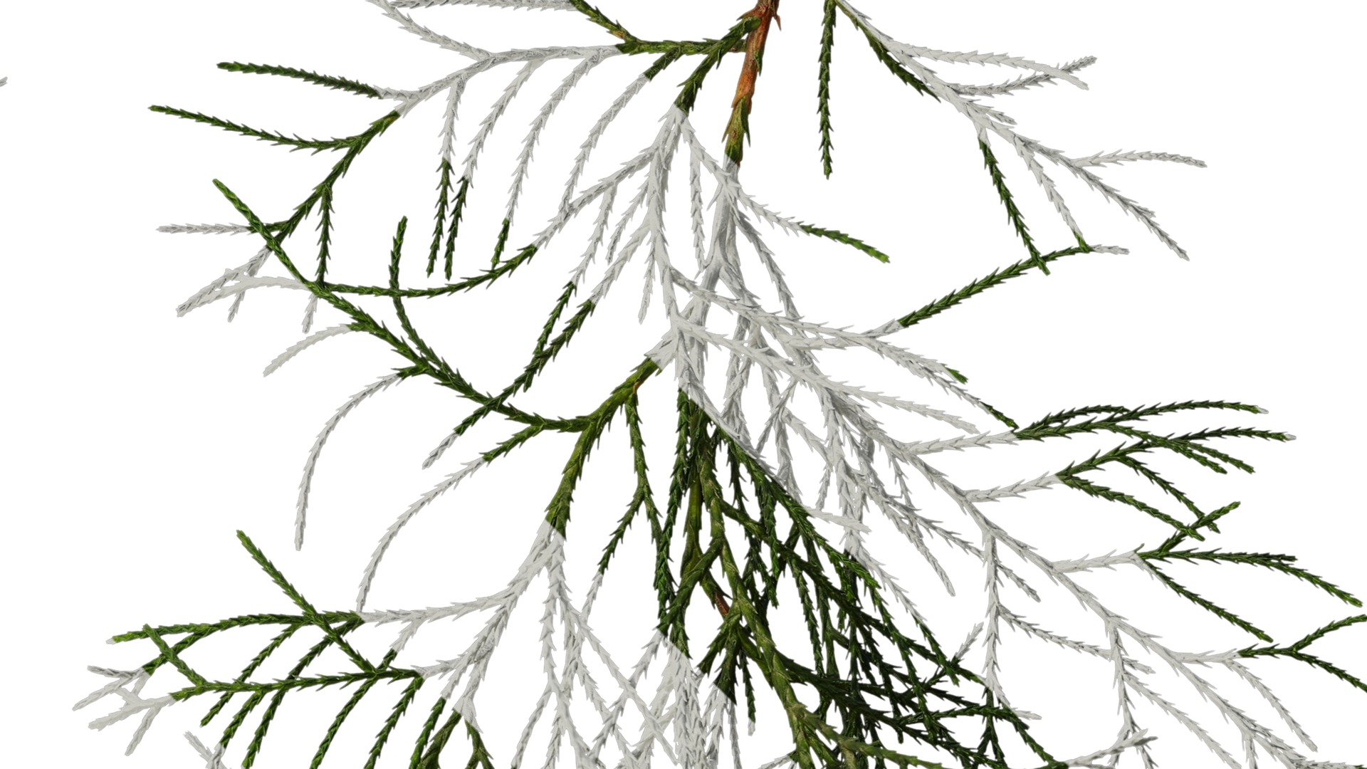 Anydrafts Chamaecyparis pisifera Atlas 10 Texture_4