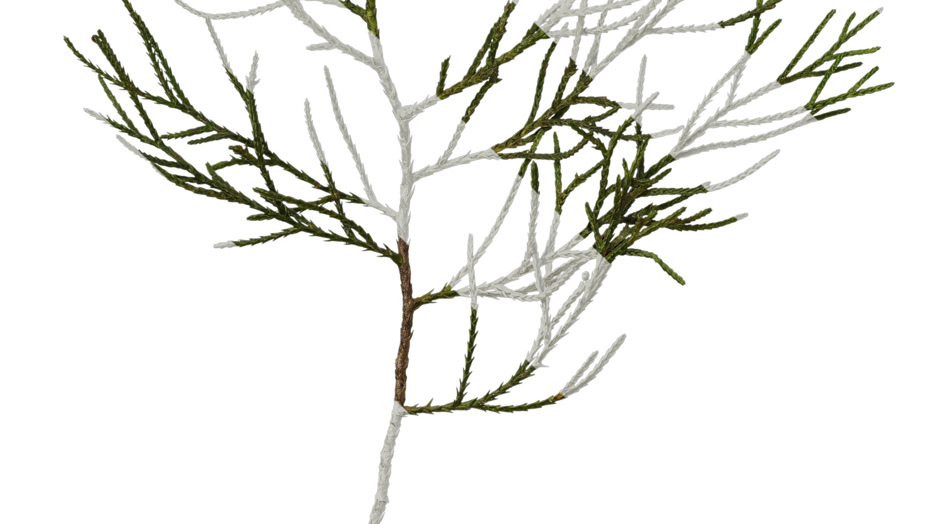 Anydrafts Chamaecyparis pisifera Atlas 10 Texture_5