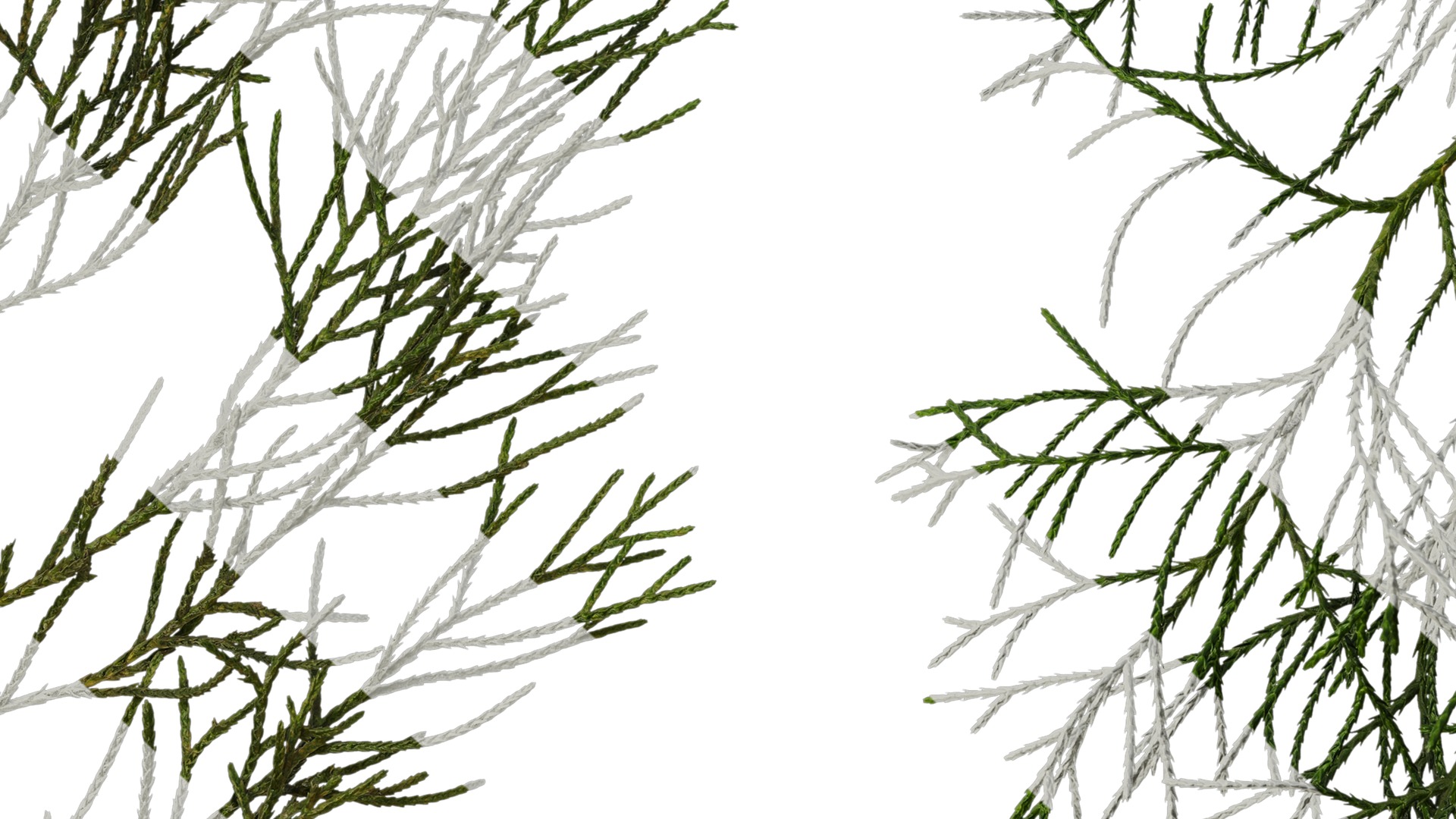 Anydrafts Chamaecyparis pisifera Atlas 10 Texture_7