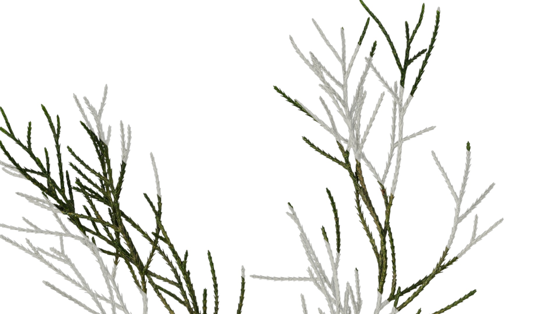 Anydrafts Chamaecyparis pisifera Atlas 10 Texture_1