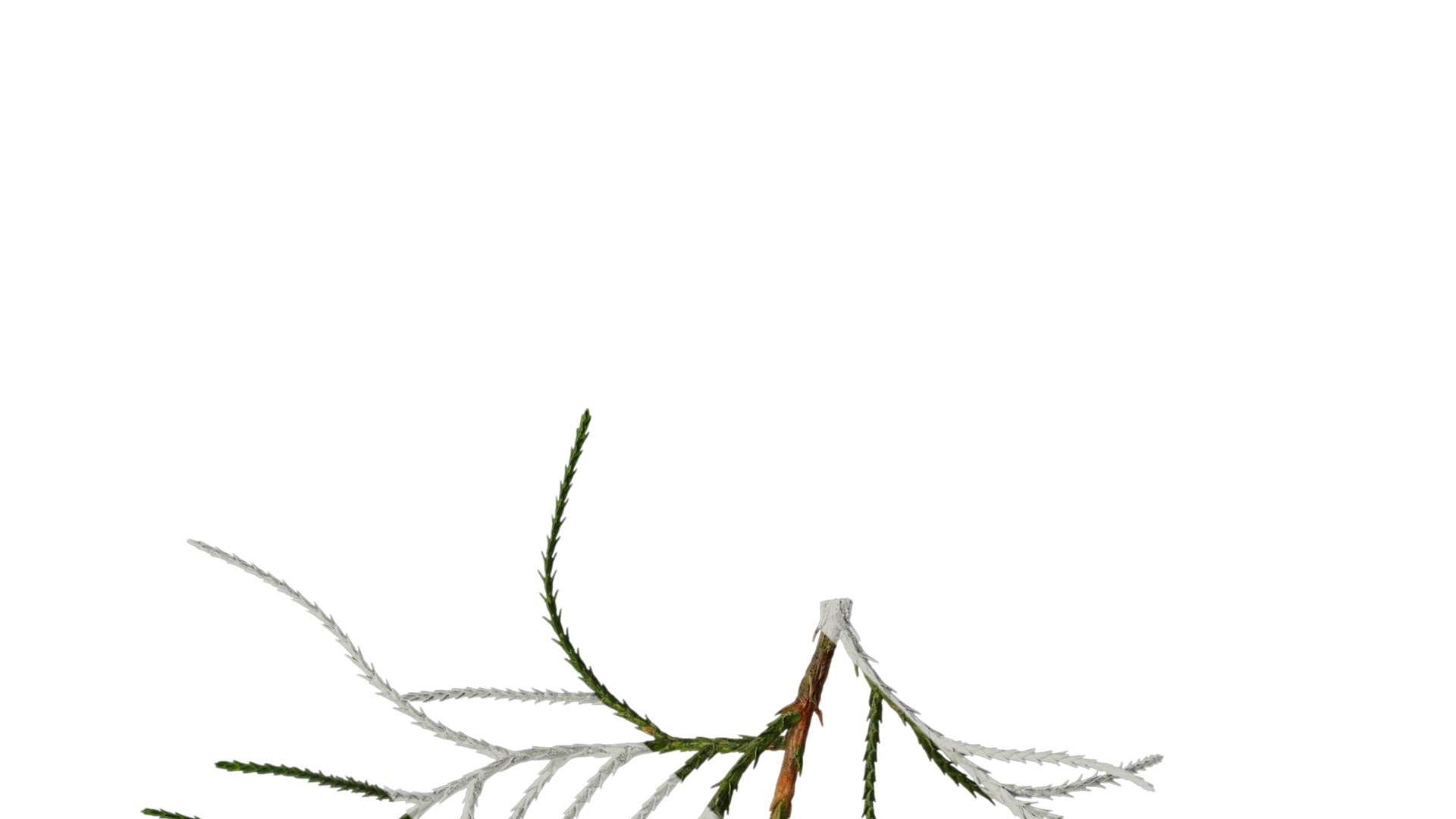 Anydrafts Chamaecyparis pisifera Atlas 10 Texture_2