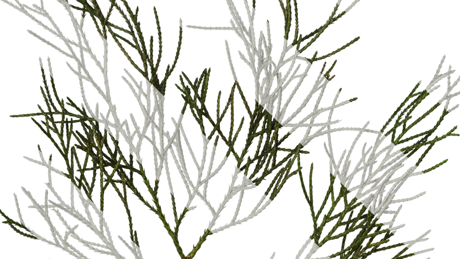 Anydrafts Chamaecyparis pisifera Atlas 10 Texture_3