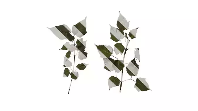 Anydrafts Acer davidii Atlas 02