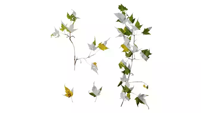 Anydrafts Acer duplicatoserratum Atlas 04