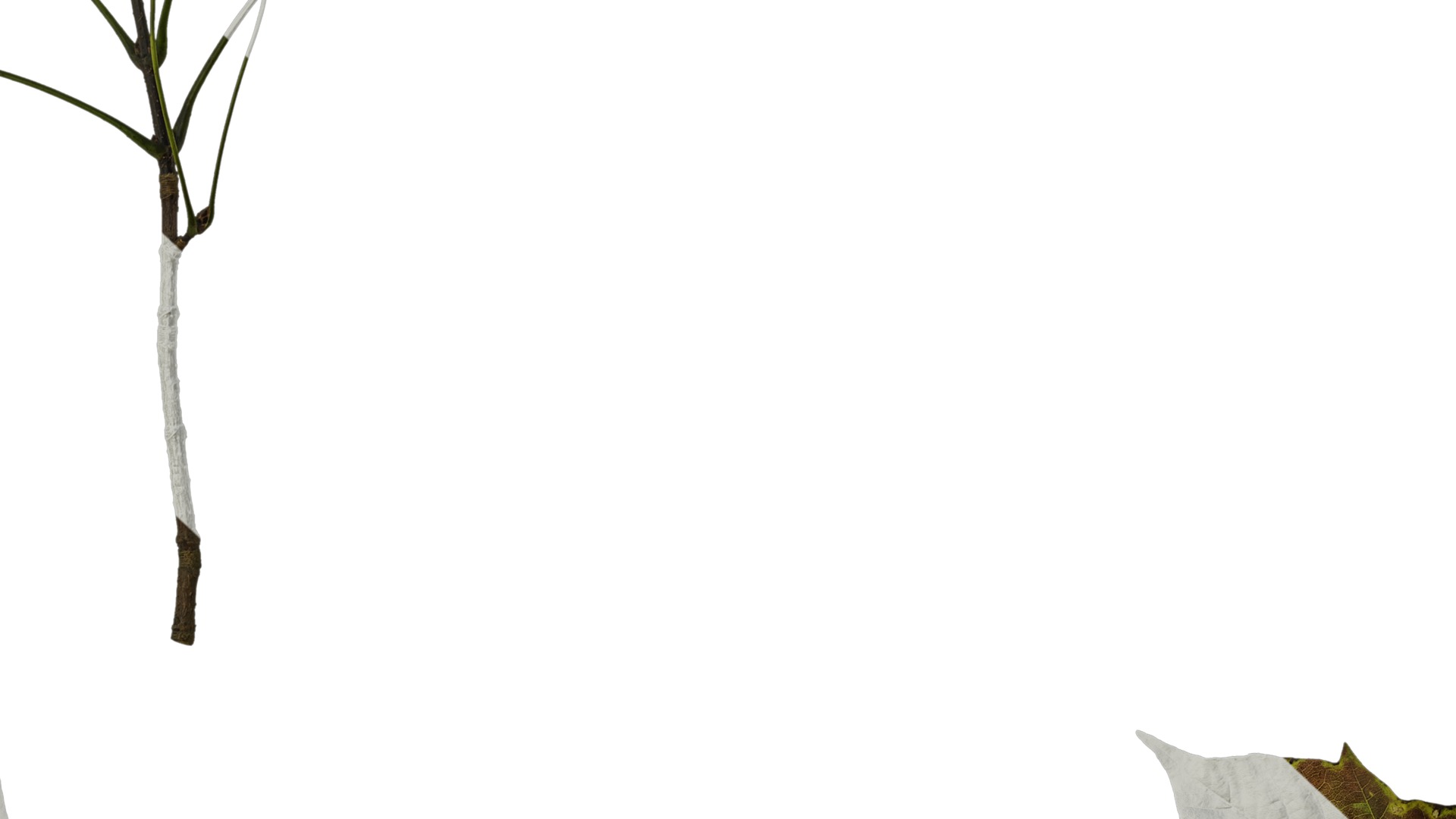 Anydrafts Acer tsinglingense Atlas 01 Texture_7