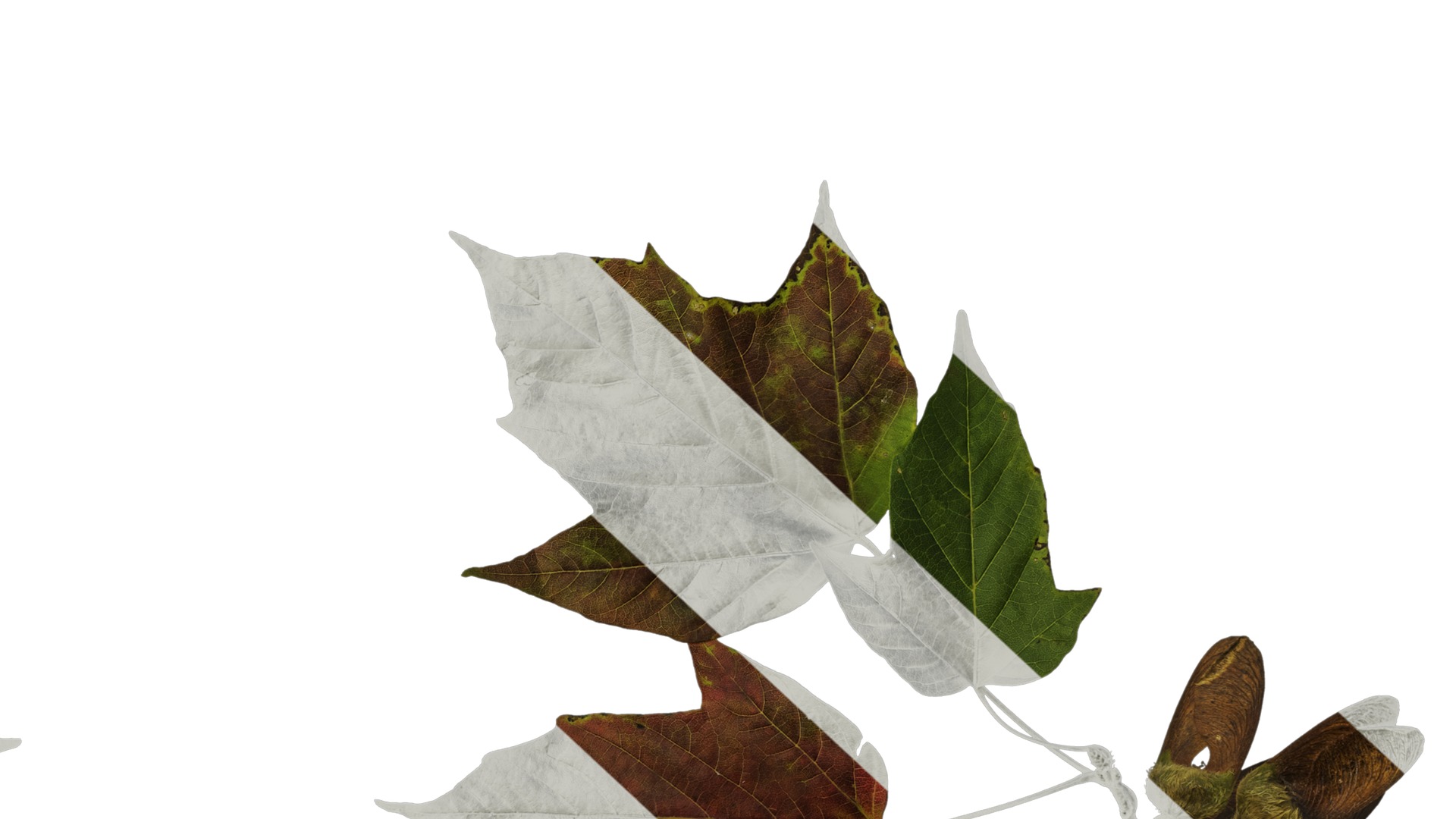 Anydrafts Acer tsinglingense Atlas 01 Texture_6