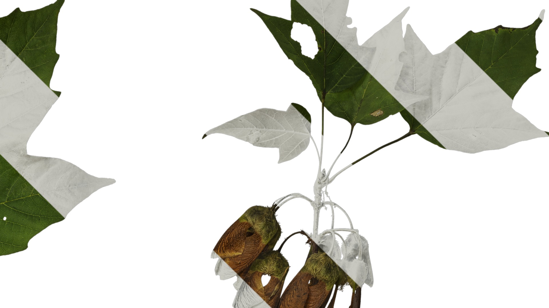 Anydrafts Acer tsinglingense Atlas 01 Texture_2