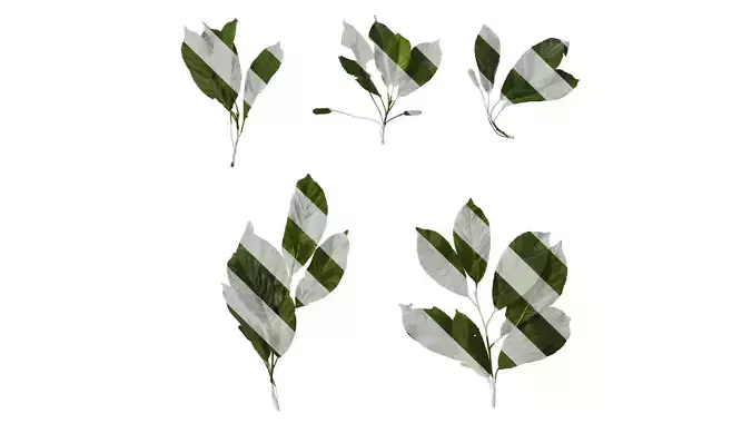 Anydrafts Alnus cremastogyne Atlas 04