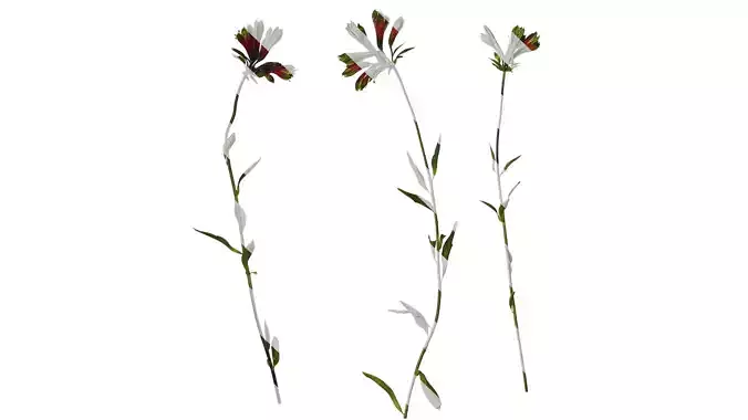 Anydrafts Alstroemeria psittacina Atlas 01