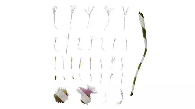 Anydrafts Centaurea americana Flower 03