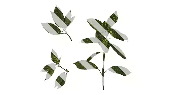 Anydrafts Aucuba japonica Atlas 04