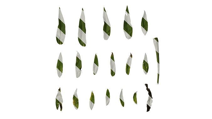 Anydrafts Centaurea americana Leaf 01 Texture