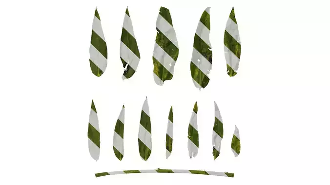 Anydrafts Centaurea americana Leaf 02