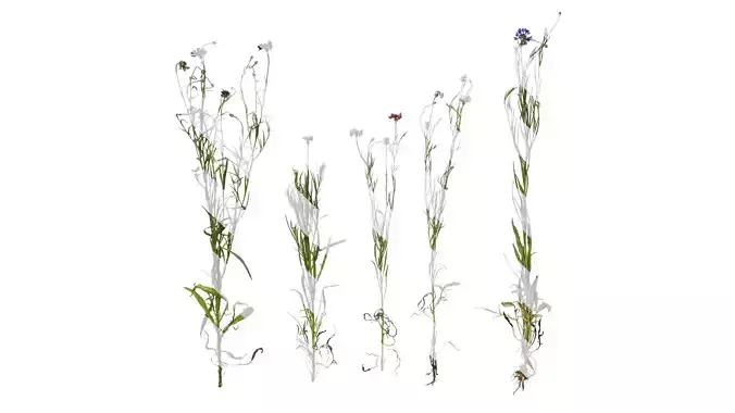 Anydrafts Centaurea cyanus Atlas 01