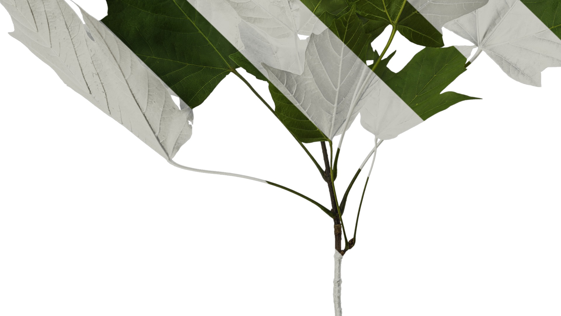 Anydrafts Acer tsinglingense Atlas 01 Texture_3