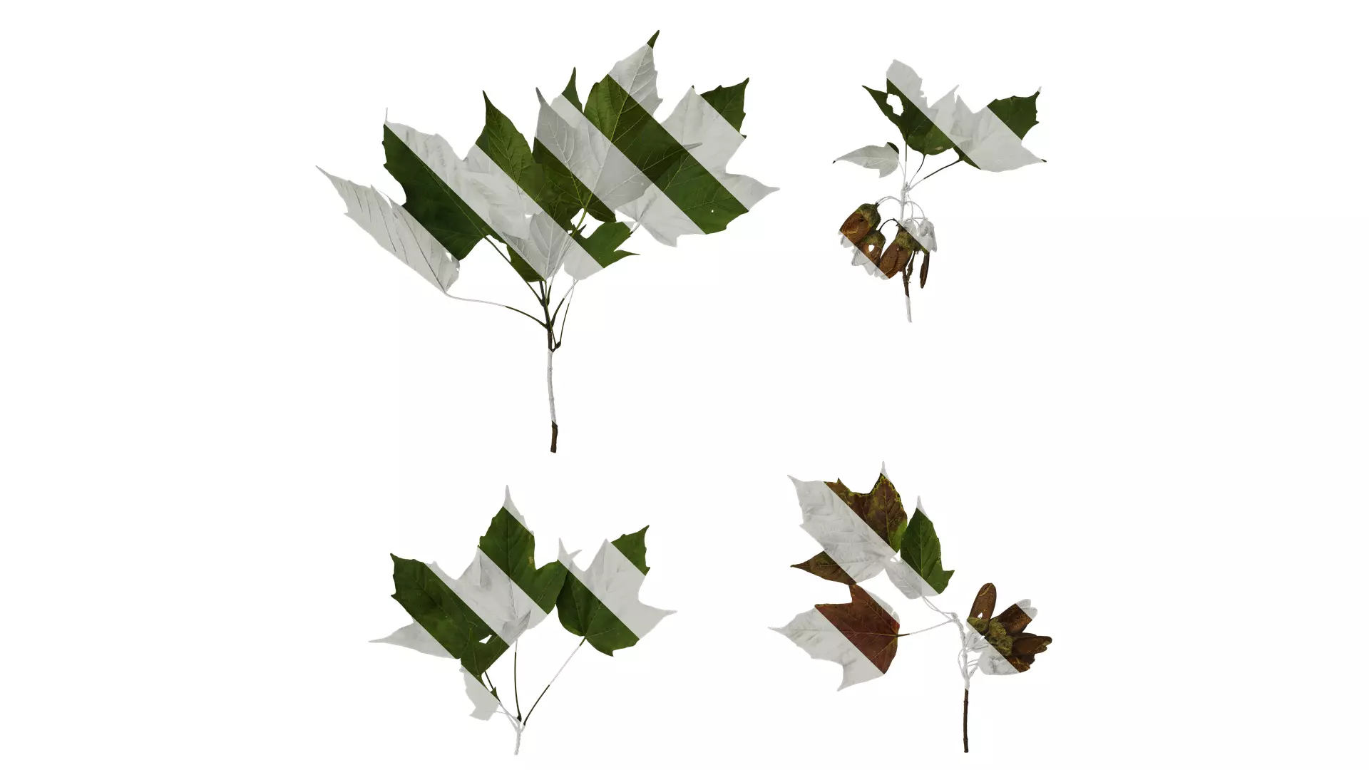 Anydrafts Acer tsinglingense Atlas 01 Texture_0