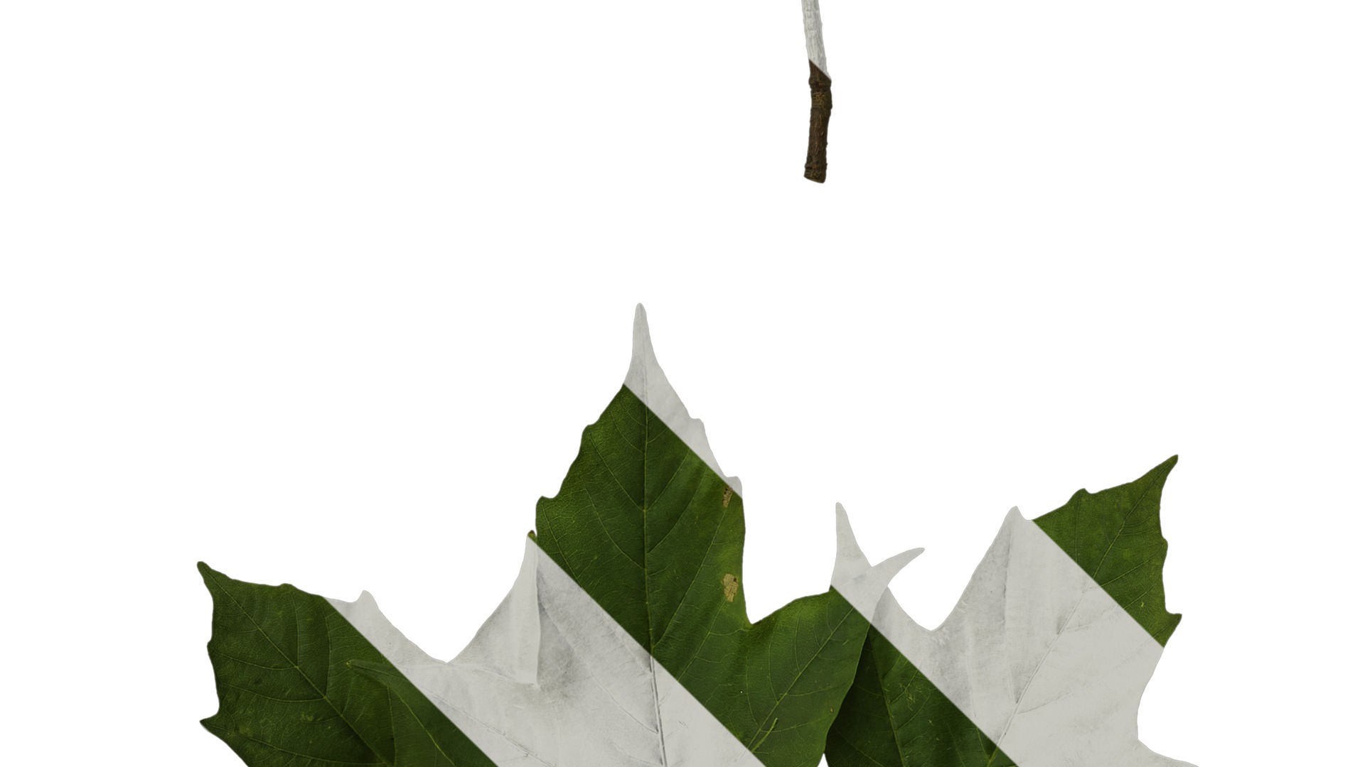 Anydrafts Acer tsinglingense Atlas 01 Texture_5