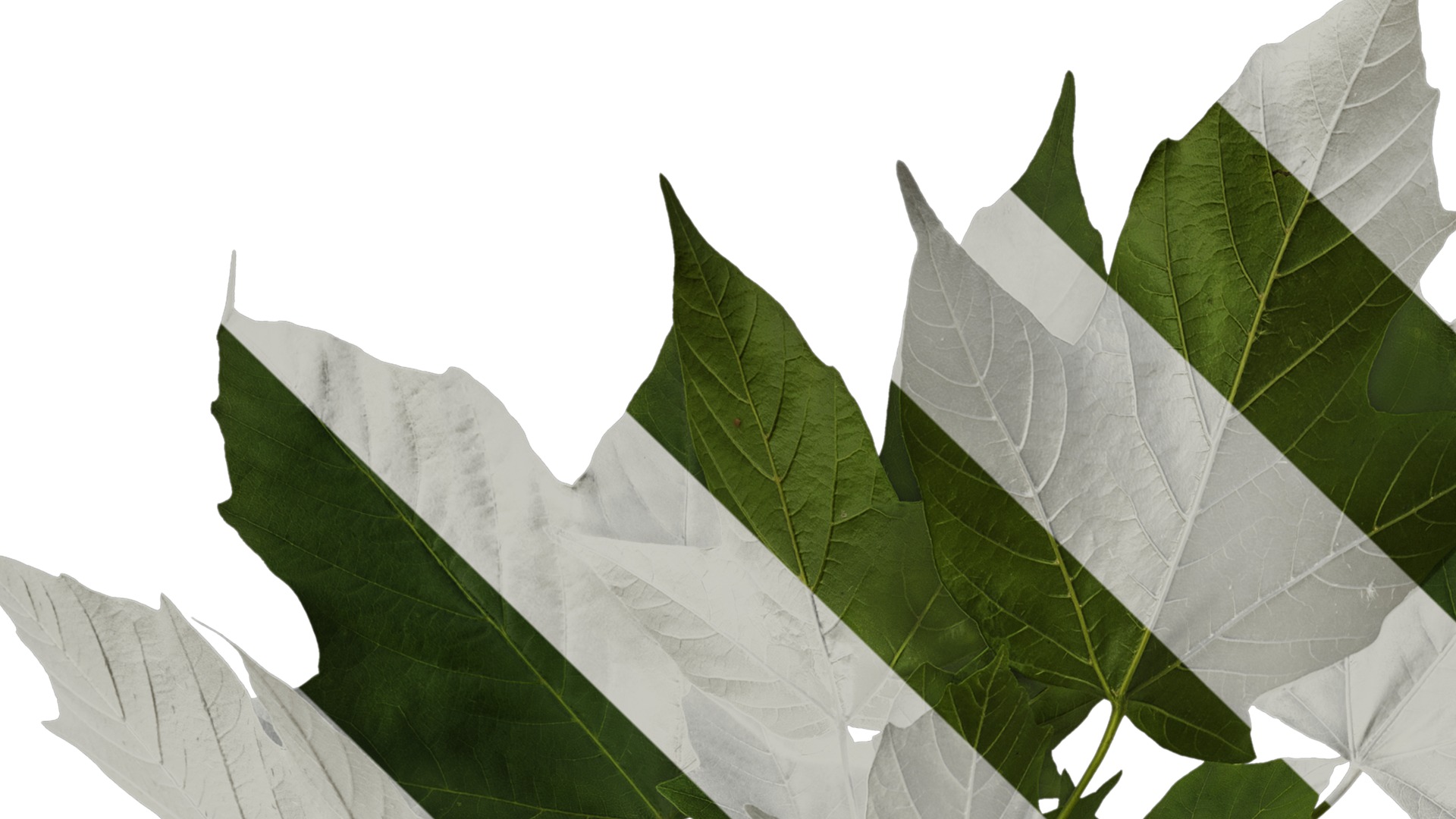 Anydrafts Acer tsinglingense Atlas 01 Texture_1