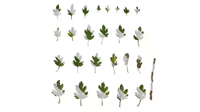 Anydrafts Bellis perennis Leaf 03