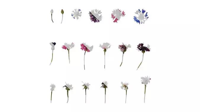 Anydrafts Centaurea cyanus Flower 01