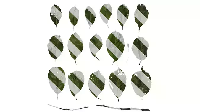 Anydrafts Alnus cremastogyne Atlas 05 Texture