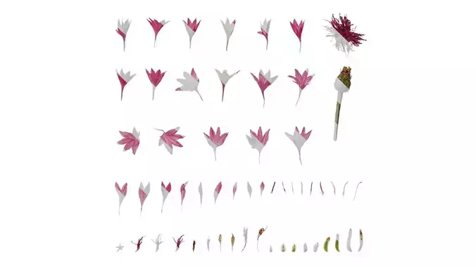 Anydrafts Centaurea cyanus Flower 02