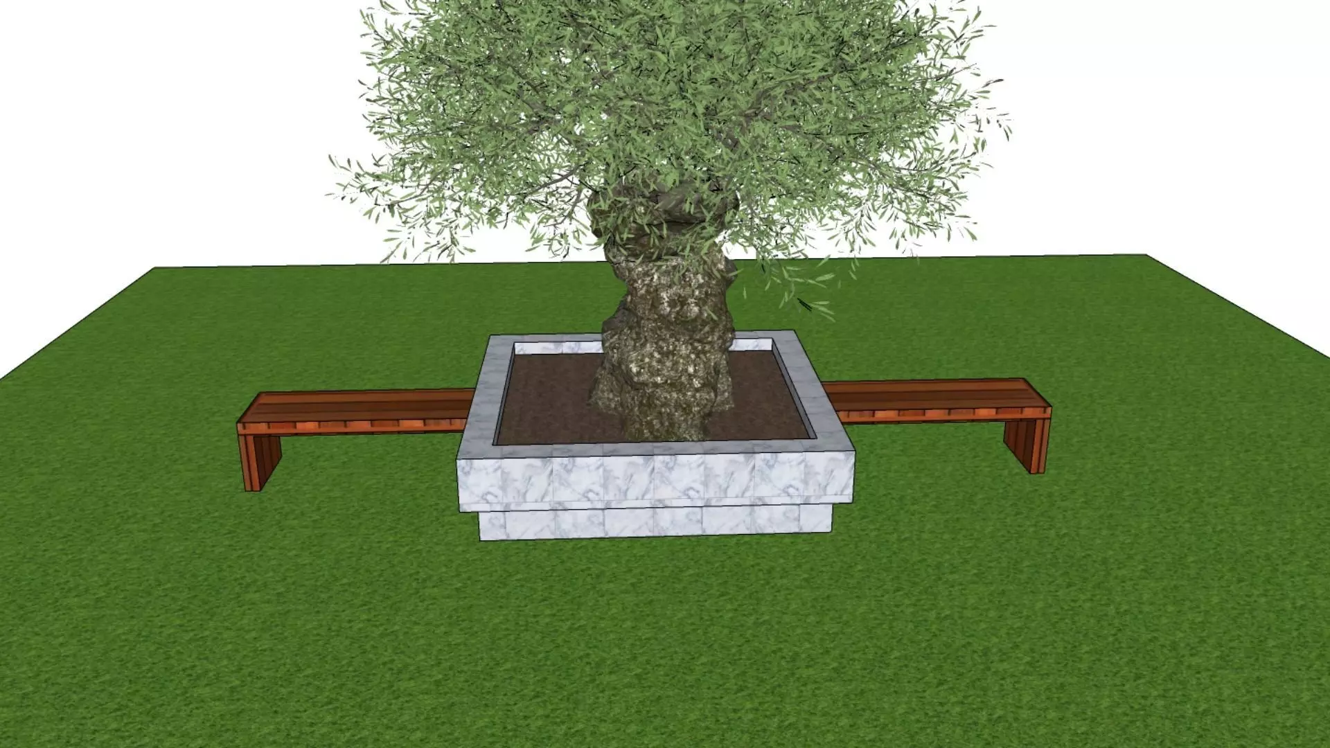 Olive tree with seater olive europaea model 3D model