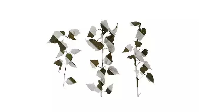 Anydrafts Acer davidii Atlas 03